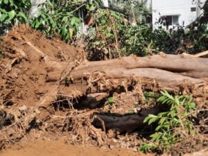 Read more about the article Dantewada : राजस्व विभाग की जमीन पर ठेकेदार द्वारा जेसीबी से सागौन के वृक्षों को उखाड़ फेंकने का मामला में 24 घंटे बाद भी नहीं हो पाई कार्रवाई