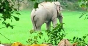 Read more about the article Elephant panic : हाथियों का उत्पात जारी, कड़ाके की ठंड में डर और दहशत में जीने को मजबूर ग्रामीण