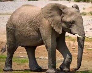 Read more about the article Death of elephant जशपुर के कांसाबेल नर्सरी में घायल हाथी की मौत