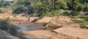 Read more about the article Indravati Tiger Reserve : इंद्रावती टाइगर रिज़र्व में दिखा वन भैसों का झुंड,देखिये VIDEO  