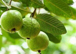 Benefits of Guava : डायबिटीज से लेकर वजन घटाने तक, जानिए अमरूद के अनगिनत फायदे