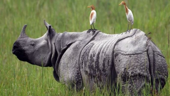 Rhinoceros hunting :