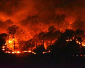 Read more about the article Forest Fire In South Africa : जंगल में लगी भैंकर आग, 13 लोगों की दर्दनाक मौत, 14000 हेक्टेयर क्षेत्र जलकर खाक