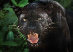 Black Panther : दुर्लभ होते है काले तेंदुए लेकिन होते है बेहद खतरनाक