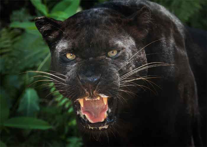 Black Panther : दुर्लभ होते है काले तेंदुए लेकिन होते है बेहद खतरनाक