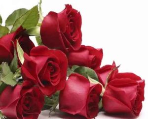 Valentines Day Special : गुलाब के दीवाने होते है बेहद रोमांटिक, फूलों से जाने पर्सनैलिटी के राज....