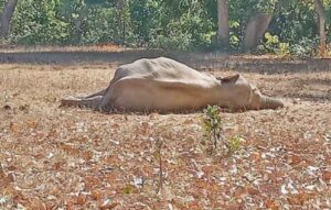 Read more about the article (Death of elephant) गेरसा गांव में फिर हुई एक हथनी की मौत
