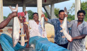 Read more about the article (Fisheries) कांकेर जिलें के पखांजूर ने मछली पालन से करीब 500 करोड़ का टर्न ओवर किया