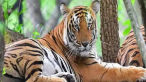 Read more about the article Tiger gets punished- 7 महीने से सजा भुगत रहा बाघ, अंधेरे बाड़े में बंद