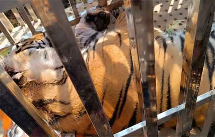 Surajpur News : घायल बाघ का रेस्क्यू कम्प्लीट