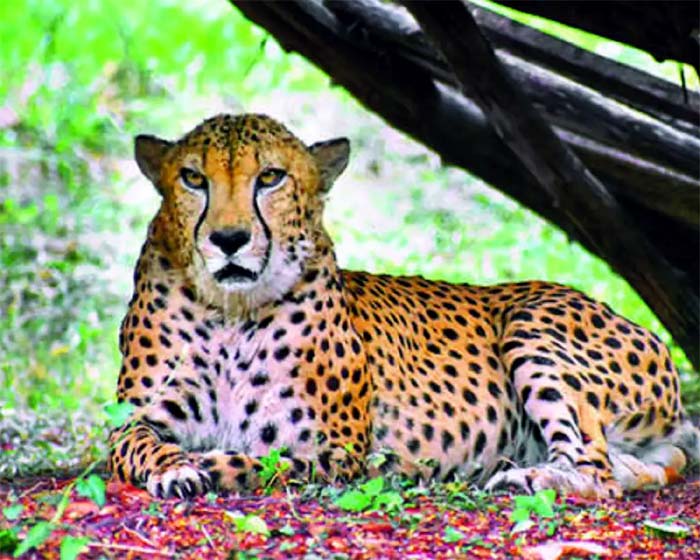 You are currently viewing Hyderabad’s only cheetah dies of heart attack : हैदराबाद के इकलौते चीते की हार्ट अटैक से मौत, सऊदी प्रिंस ने तोहफे में दिया था