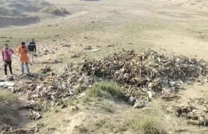 Morena Madhya Pradesh : यहां हजारों गायों के कंकाल मिले, मौके पर पहुंची पुलिस, जांच जारी