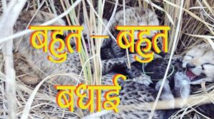 Read more about the article Madhya Pradesh Breaking : चीता परिवार में चार शावकों के आगमन से कूनो नेशनल पार्क में ख़ुशी का माहौल