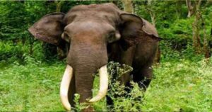 Read more about the article Chhattisgarh Dhamtari दंतैल ने ली फिर एक व्यक्ति की जान,  शव दो टुकड़ों बंटा,  हाथी के आतंक से दहशत का माहौल