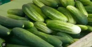 Read more about the article Cucumber खीरा खाने से पहले जान लीजिए इसे खाने का सही तरीका