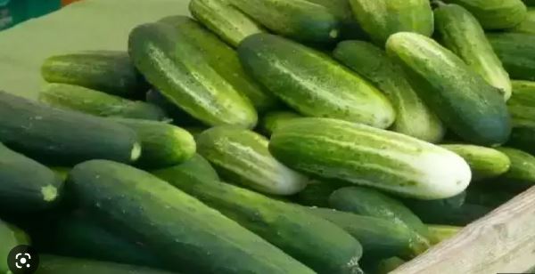 You are currently viewing Cucumber खीरा खाने से पहले जान लीजिए इसे खाने का सही तरीका