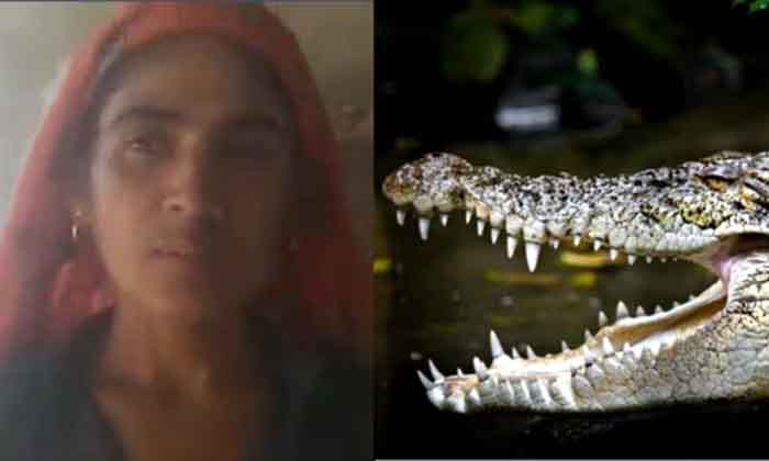 Woman Fights With Crocodile To Save Husband : मगरमच्छ ने दबोचा पति का पैर तो बचाने के लिए कूद पड़ी पत्नी....फिर