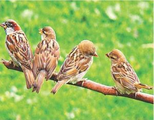 Read more about the article Protection Of Birds : गौरैया के संरक्षण के लिए सुंदर पहल…. विलुप्त हो रही चिड़ियों को मिला आशियाना
