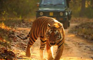Chhattisgarh Will Get Another Jungle Safari : छत्तीसगढ़ को मिलने जा रहा एक और जंगल सफारी...मुख्यमंत्री भूपेश बघेल ने की घोषणा