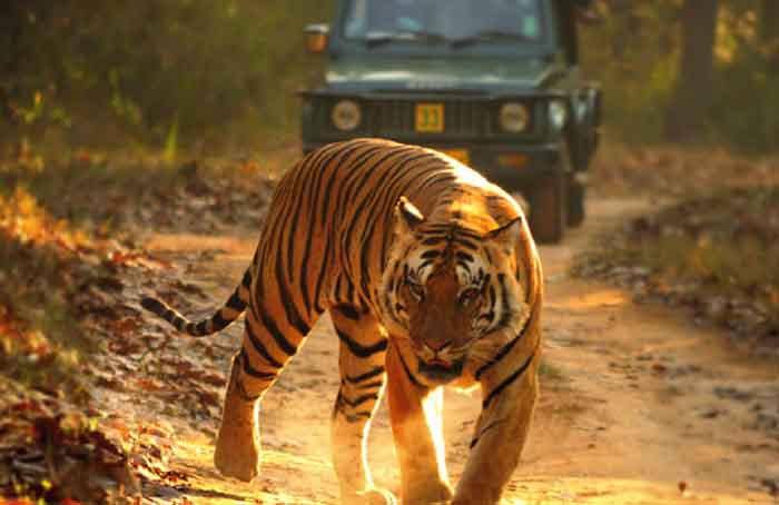 Chhattisgarh Will Get Another Jungle Safari : छत्तीसगढ़ को मिलने जा रहा एक और जंगल सफारी...मुख्यमंत्री भूपेश बघेल ने की घोषणा