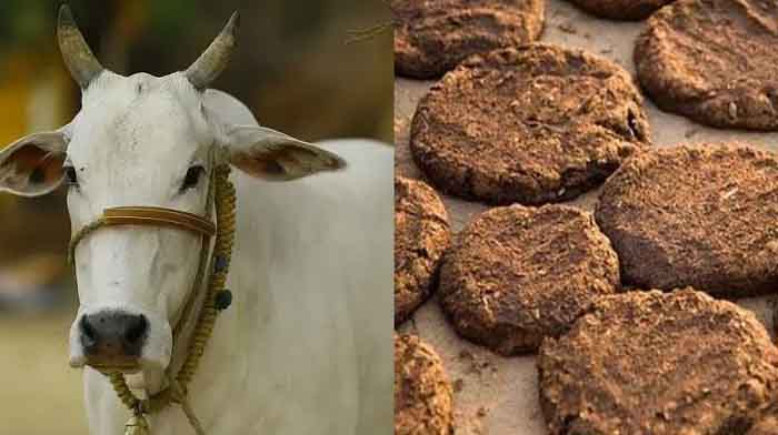 Cow Dung Benefits : गाय के गोबर के है अनेकों फायदे, कई तरह की प्रॉब्लम को करता है दूर