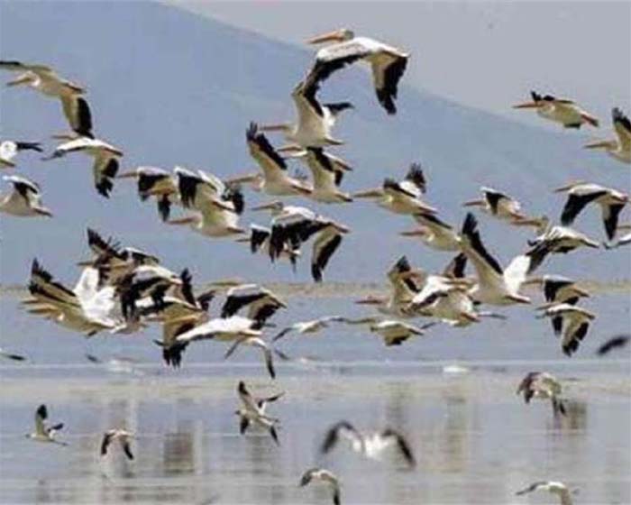 Migratory Birds : भीषण गर्मी के बावजूद चिल्का में प्रवासी परिंदों की संख्या बढ़ी.....