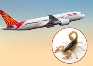 Scorpion in Air India flight : मुम्बई जाने वाली एयर इंडिया फ्लाइट में महिला पैसेंजर को बिच्छू ने काटा...मचा हड़कंप