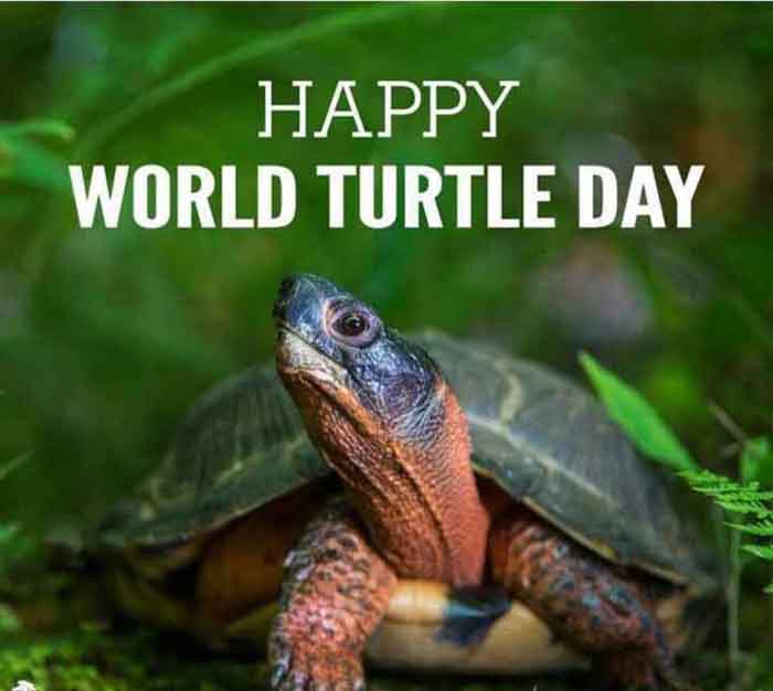 World Turtle Day Today 2023 : जाने क्यो मनाया जाता है विश्व कछुआ दिवस....