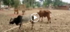 Read more about the article Surajpur : अज्ञात बीमारियो के प्रकोप से किसान परेशान, 15 मवेशियों की मौत,देखिये VIdeo