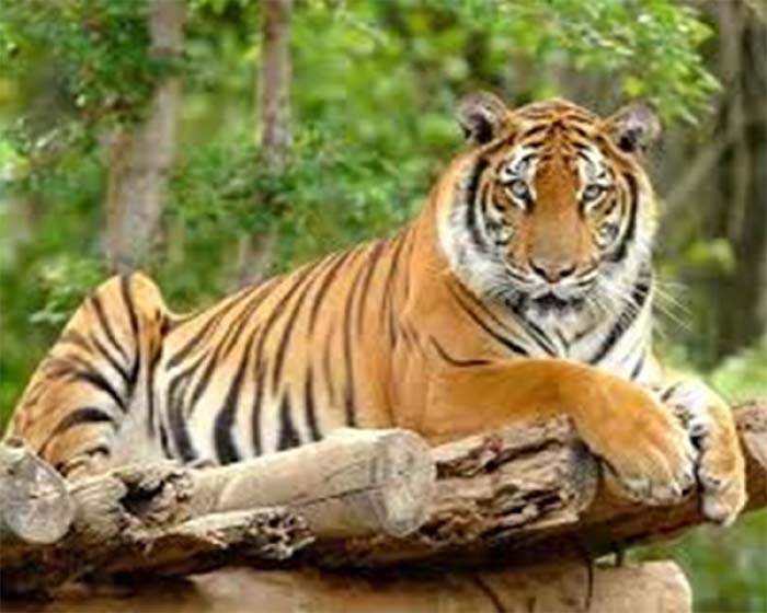 95 Tigers died : महज 6 महीने में 95 बाघों ने तोड़ा दम, MP में इस साल अभी तक 24 टाइगर की मौत....