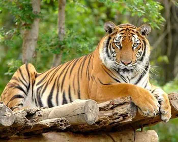 Uttarakhand Reserve Forest : जनवरी से अब तक 12 बाघों की हुई मौतें, उत्तराखंड के रिजर्व फॉरेस्ट पर मंडराया बड़ा संकट