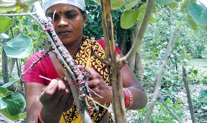 Lakh Farming : लाख की खेती कर लखपति बन रहे छत्तीसगढ़ के किसान...हो रहा भारी मुनाफा