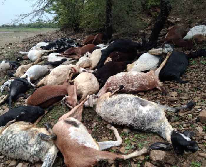 Jaisalmer Rajasthan News : बारिश बनी आफत, आकाशीय बिजली गिरने से 86 पशुओं की मौत...