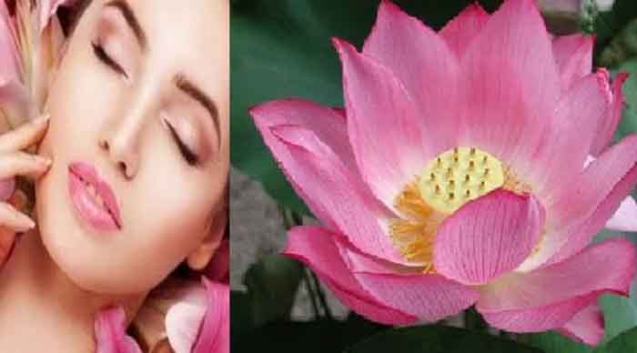 Benefits Of Lotus Flower : आपके चेहरे के लिए बहुत ही लाभदायक है कमाल का फूल