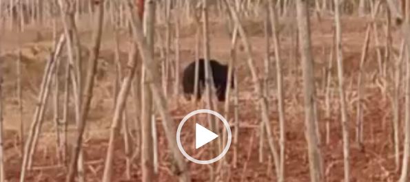 surguja breaking आदमखोर भालू ने मचाया आतंक, ग्रामीणों में मची हड़कंप , देखिये VIDEO