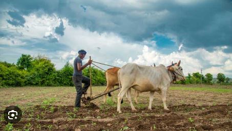 kharif crops मॉनसून में देरी के कारण पिछड़ गई खरीफ फसलों की बोआई