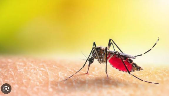 Dengue in bangladesh :
