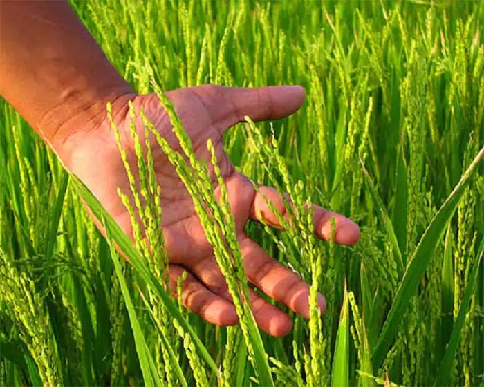 Government of Chhattisgarh : 2023–24 में व्यापक मात्रा में किसानों से की जाएगी धान की खरीदी