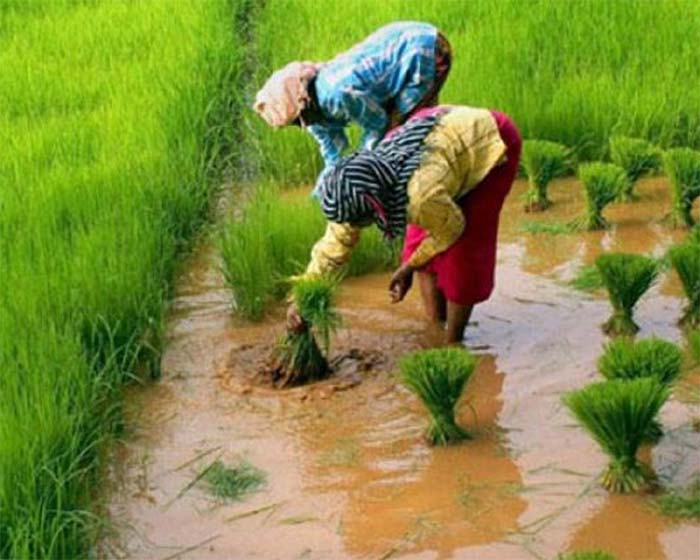 Raipur Breaking : प्रदेश के 13 लाख किसानों को 6 दिनों के भीतर करना होगा पीएम फसल बीमा