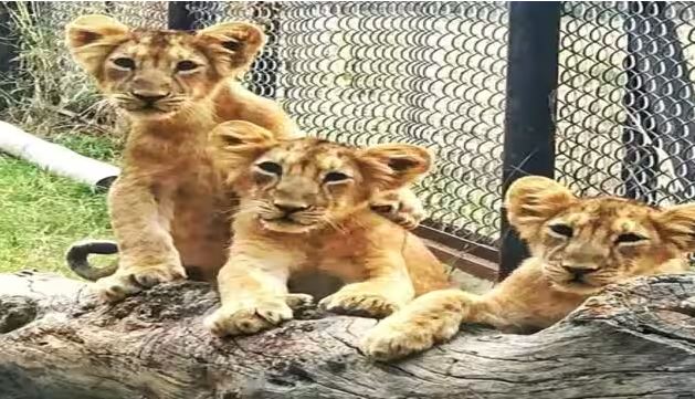 Lion Safari :
