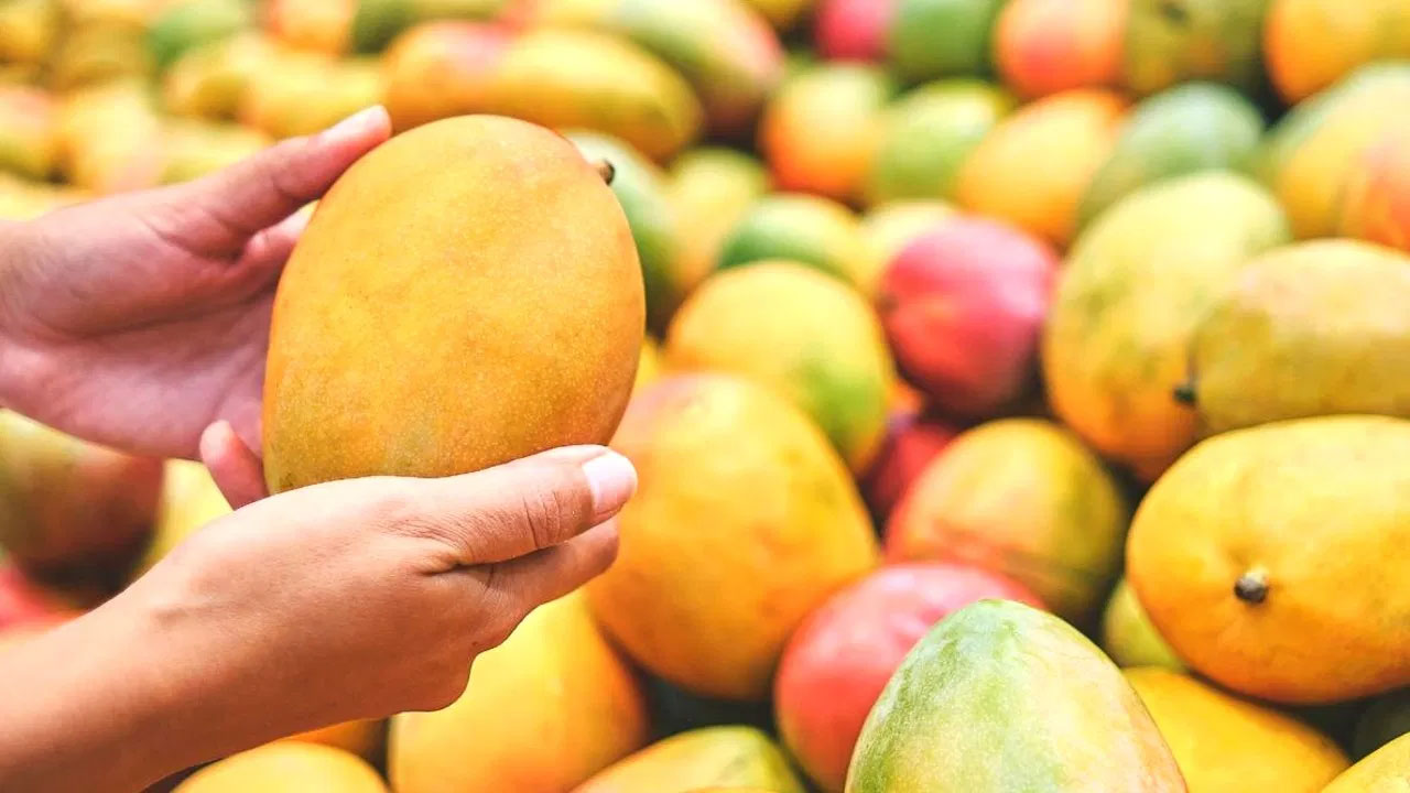 North indian mango : एक दिन में कितना आम खा सकते हैं? आइये एक्सपर्ट से जानें