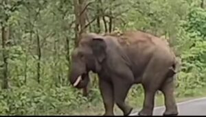 Dharamjaygarh Forest Division : हाथियों की मौजूदगी ग्रामीणों में दहशत, देखिये VIDEO