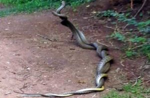 Snake Love viral Video : प्रेम में डूबे नाग-नागिन का अद्भुद नजारा....