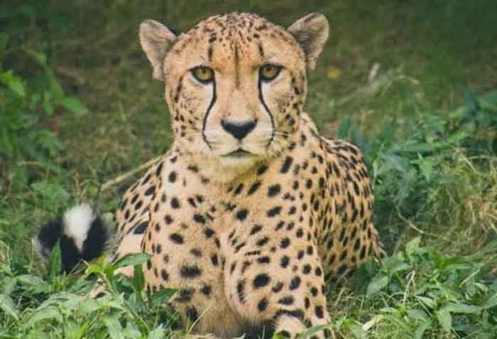 Post Mortem Report Of Cheetah Dhatri