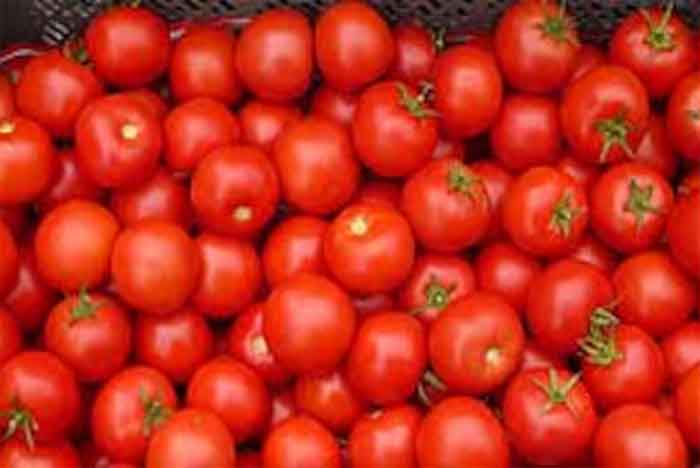 Tomato Prices : टमाटर के दामों में आई भारी गिरावट...अब खरीद सकते हैं इतने रुपए में