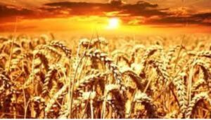 Wheat production :  गेंहू उत्पादन के क्षेत्र में मध्यप्रदेश देश में अव्वल