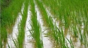 Agricultural scientists :  धान किसानों को कृषि वैज्ञानिकों की सलाह : पुख्ता रखें जल निकास की व्यवस्था