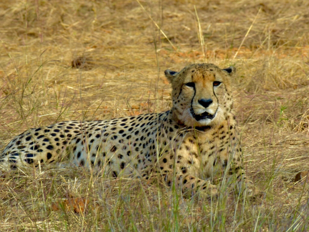 cheetah death in Kuno