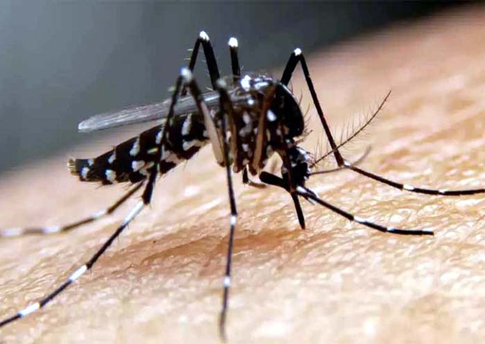 Dengue Case In Bhilai : छत्‍तीसगढ़ भिलाई में लगातार बढ़ते जा रहे डेंगू के मरीज, 190 के पार हुआ आंकड़ा