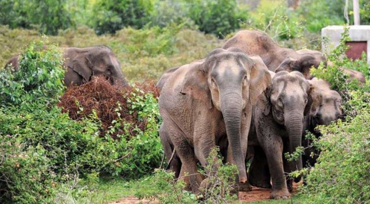 Terror of Elephants :